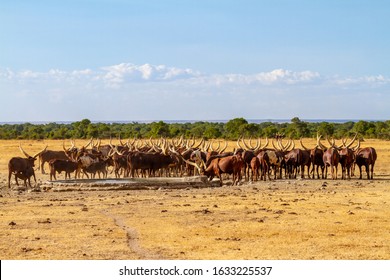 Ankole Long Horned Cattle Herd At Waterhole With Very Long Curved Horns. Ol Pejeta Conservancy, Kenya, Africa. Sanga Group African Cattle Livestock Dairy With Herder. Copy Space, Blue Sky