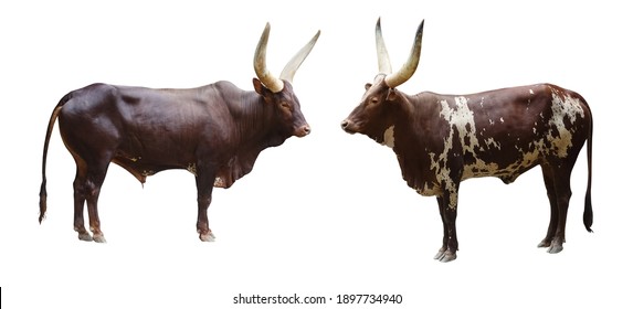 1,472 Watusi Horns Images, Stock Photos & Vectors | Shutterstock