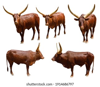 Ankole Watusi (Bos taurus indicus) isolated on white background, selective focus. Clipping path included.