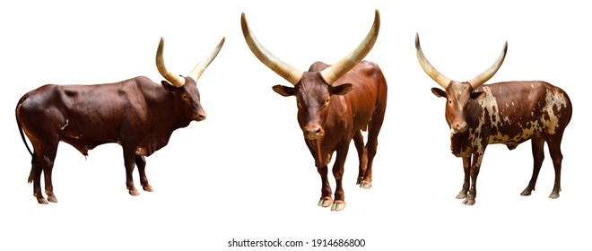african watusi cattle