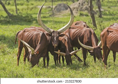 Ankole Watusi Cattle In The Plains Of Uganda