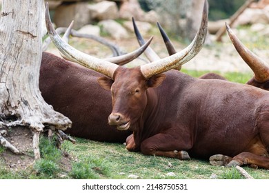 Ankole Watusi Lying Down, Ox Milks