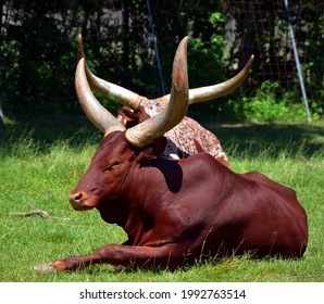 1,472 Watusi Horns Images, Stock Photos & Vectors | Shutterstock