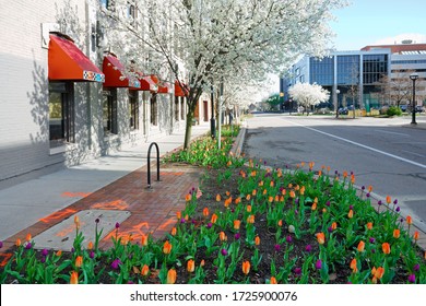  Ann Arbor, Michigan - May 1, 2020: The added color of tulips                              