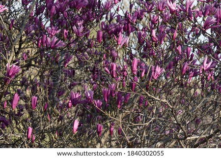 Similar – magnolia blossom