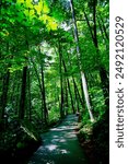 Anna Ruby Falls and creek in the state of Georgia, USA