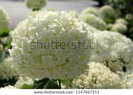 An 'Annabelle' Hydrangea (Hydrangea Arborescens) Flower Close Up. Annabelle Is The Best Known Variety Of Smooth Hydrangea. This Is Commonly the Only Found Or Known Variety By The Mass Public.