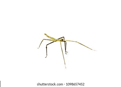 Annam Stick Insect Annam Walking Stick Stock Photo 1098657452 