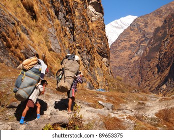 Annapurna, Nepal Porters Carrying Heavy Load On His Back.