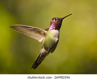 Anna's Hummingbird