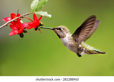 Anna's Hummingbird