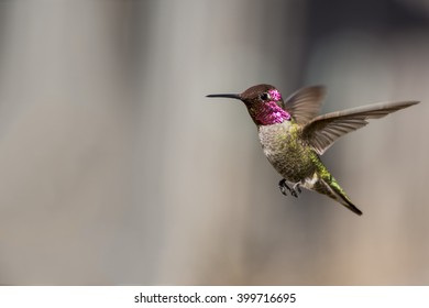 Anna's Hummingbird