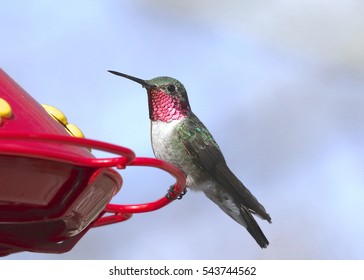 Anna's Hummingbird