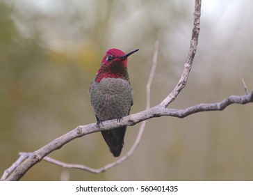 Anna's Hummingbird