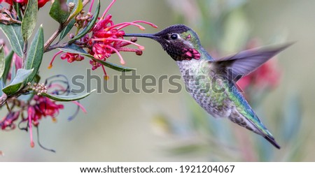 Anna's Hummingbird adult male hovering and feeding. Santa Cruz, California, USA.