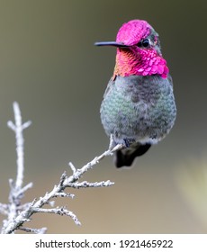 Anna's Hummingbird adult male. Santa Cruz, California, USA.
