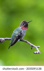 339 Vancouver hummingbird Images, Stock Photos & Vectors | Shutterstock