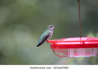 An Anna's hummingbird (Calypte anna) perched on a bird feeder wi