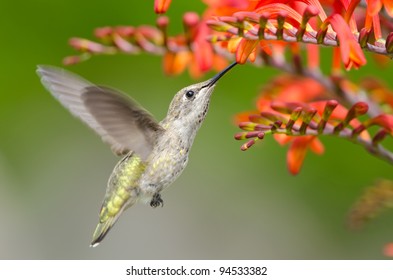 Annas Hummingbird Feeding On Crocosmia