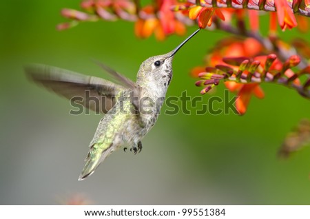 Annas Hummingbird feeding on Crocosmia Flowers