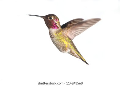 Annas Hummingbird In Flight