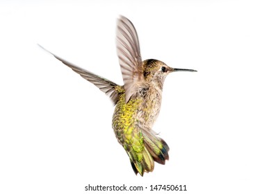 Annas Hummingbird In Flight 