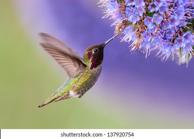 Anna's Hummingbird in flight with purple flower