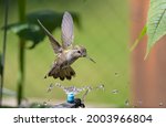 Annas Hummingbird hovering over a micro sprinkler, having a shower.