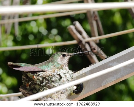 anna's hummingbird on nest with eggs