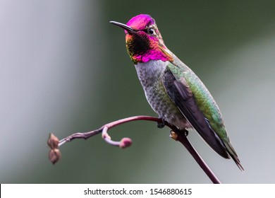 Anna's hummingbird perched on a branch