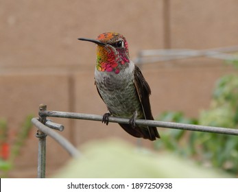 Anna's Hummingbird Resting On Tomato Cage