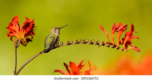 An Annas Hummingbird rests in summer on an arched cane of Crocosmia Lucifer against a green background