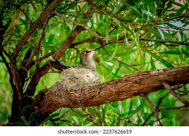 An Anna's hummingbird sits on her nest in the spring near Tucson, Arizona
