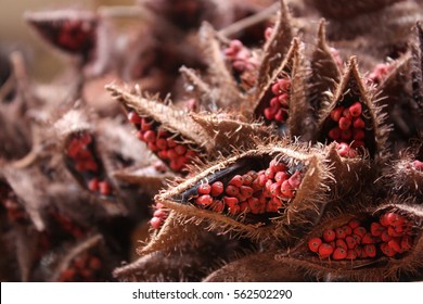 Annatto Seeds