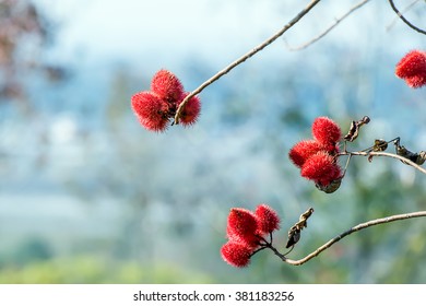 Annatto Tree