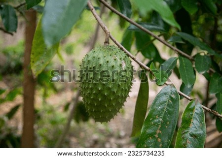 Annona muricata, soursop or graviola is a tree in the Annonaceae family. Originally from Central and South America, it is cultivated for its edible fruits in many countries with a tropical climate. Foto stock © 