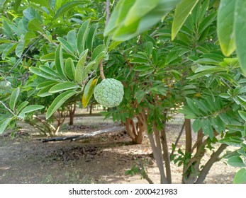 Ovocný strom Sitafal