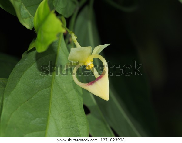 TÌNH YÊU CÂY CỎ  - Page 46 Annonaceae-orophea-brandisii-flower-600w-1271023906