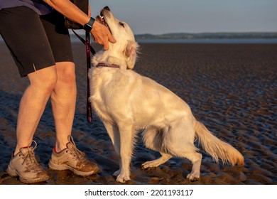 Annonymous Mature Female Playing With Young Golden Retriever Dog On A Beach 