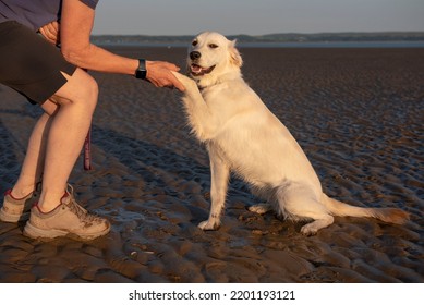 Annonymous Mature Female Playing With Young Golden Retriever Dog On A Beach 