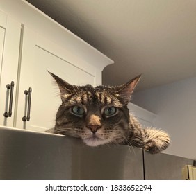 Annoyed Cat On Top Of Fridge