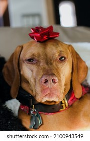 Annoyed Dog With A Bow 