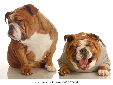 Annoyed Dog With Hurt Feelings Turns Away As Another Dog Laughs - Bully