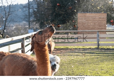 annoyed llama spits, petting zoo