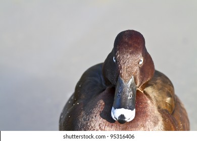 Annoyed looking duck on an icy pond staring intently at the camera