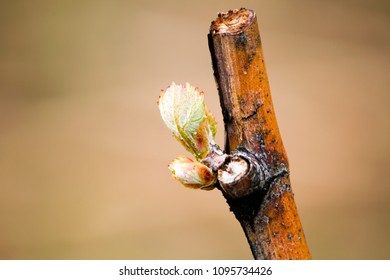 The Annual Growth Cycle Of Grapevines Is The Process That Takes Place In The Vineyard Each Year, Beginning With Bud Break In The Spring.