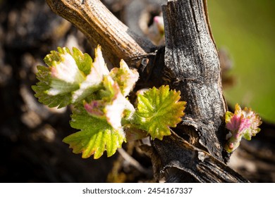 The annual growth cycle of grapevines is the process that takes place in the vineyard each year, beginning with bud break in the spring. . - Powered by Shutterstock