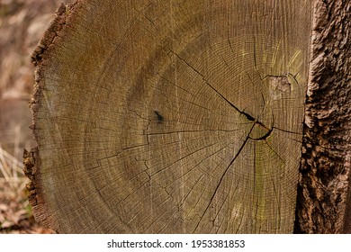 Annual Growth Rings Of An Old Tree, Dendrochronology