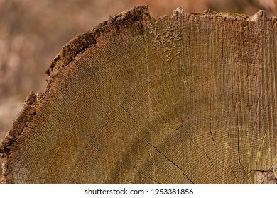 Annual Growth Rings Of An Old Tree, Dendrochronology