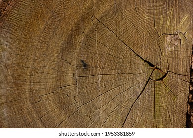 Annual Growth Rings Of An Old Tree, Dendrochronology